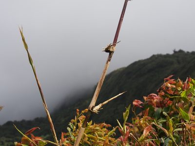 Chusquea subtessellata, photographed by Lena Struwe