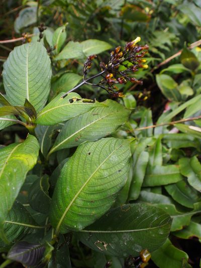 Palicourea macrocalyx, photographed by Lena Struwe