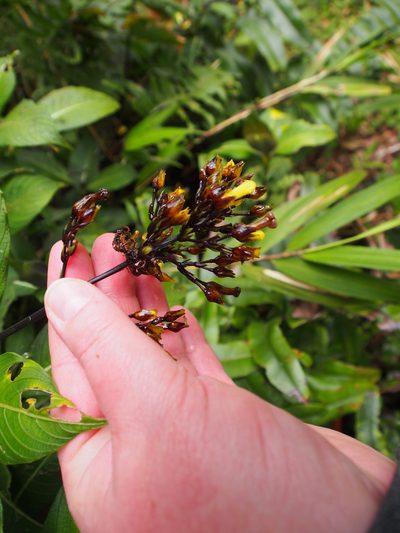Palicourea macrocalyx, photographed by Lena Struwe