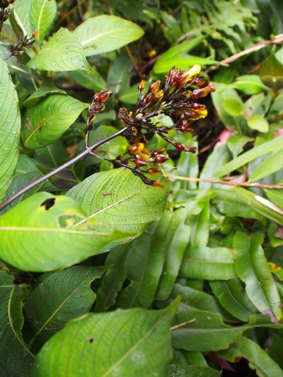 Palicourea macrocalyx, photographed by Lena Struwe