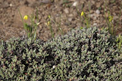 Ruschia putterillii, photographed by Tony Rebelo