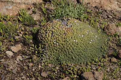 Euphorbia clavarioides, photographed by Tony Rebelo