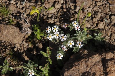 Zaluzianskya crocea, photographed by Tony Rebelo