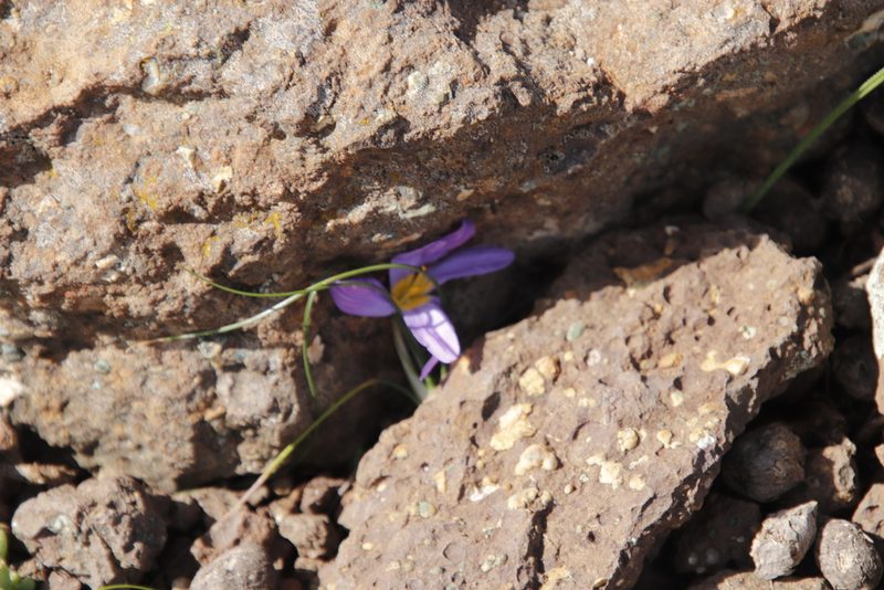 Syringodea bifucata, photographed by Tony Rebelo