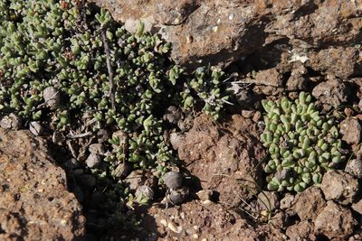 Stomatium gerstneri, photographed by Tony Rebelo