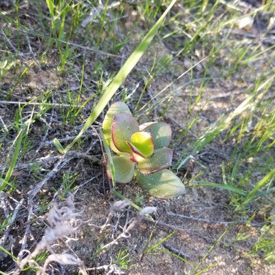 Crassula ovata, photographed by James C. Davis