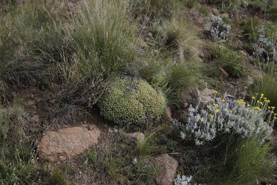 Euphorbia clavarioides, photographed by Tony Rebelo