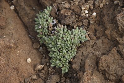 Stomatium gerstneri, photographed by Tony Rebelo