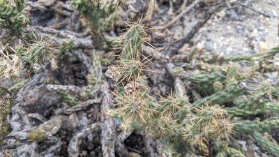 Cylindropuntia bernardina, photographed by velodrome