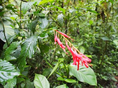 Stenostephanus leiorhachis, photographed by Lena Struwe