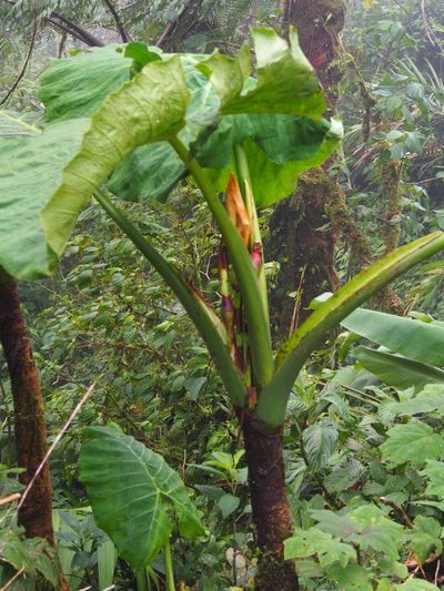 Xanthosoma undipes, photographed by Lena Struwe