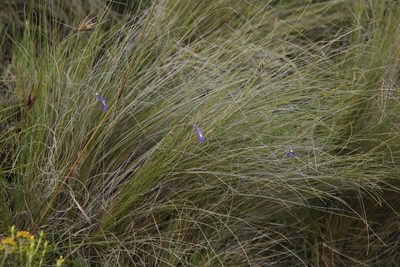 Lobelia preslii, photographed by Tony Rebelo
