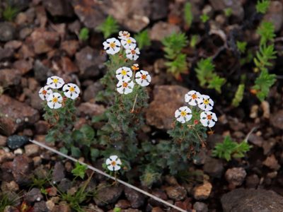 Zaluzianskya crocea, photographed by Tony Rebelo