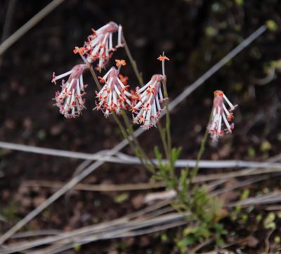Glumicalyx goseloides, photographed by Tony Rebelo