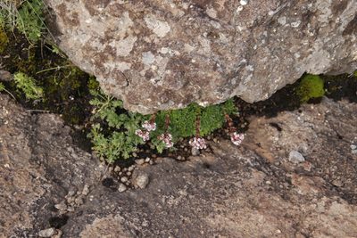 Crassula setulosa, photographed by Tony Rebelo