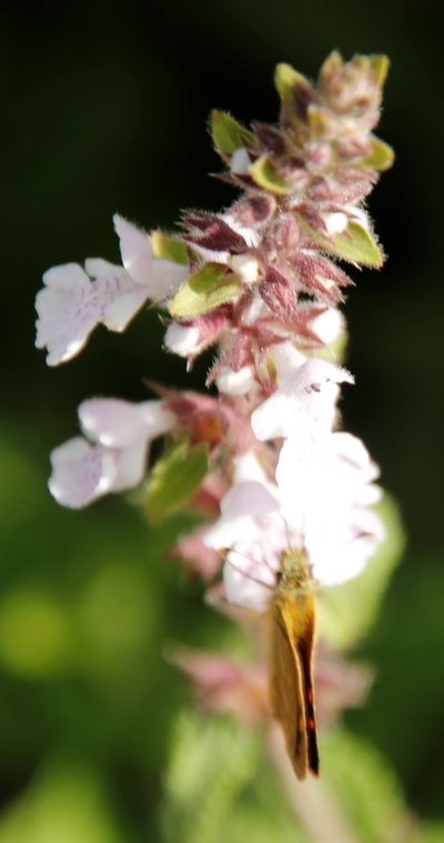 Stachys tysonii, photographed by Tony Rebelo
