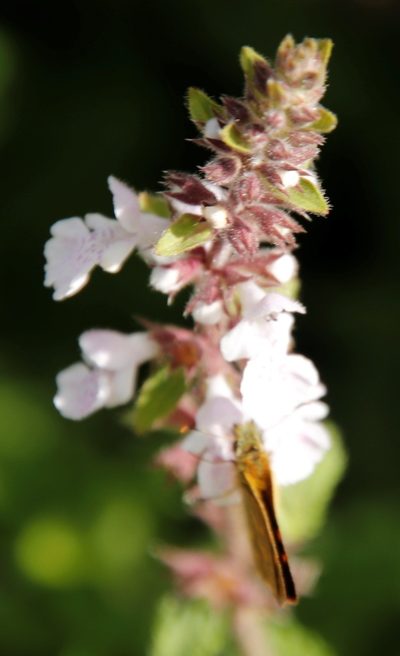 Stachys tysonii, photographed by Tony Rebelo
