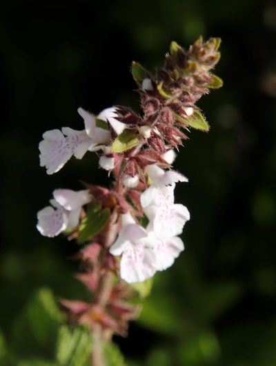 Stachys tysonii, photographed by Tony Rebelo