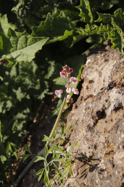 Cysticapnos pruinosa, photographed by Tony Rebelo