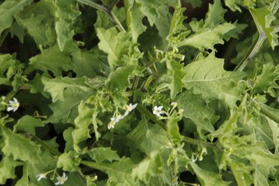 Solanum retroflexum, photographed by Tony Rebelo