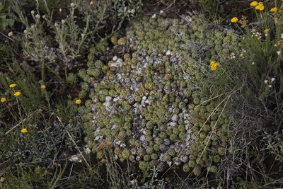 Euphorbia clavarioides, photographed by Tony Rebelo