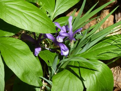 Iris uniflora, photographed by Andreas Taeger