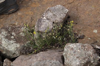 Albuca shawii, photographed by Tony Rebelo