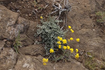 Helichrysum dasycephalum, photographed by Tony Rebelo
