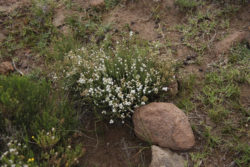 Selago densiflora, photographed by Tony Rebelo