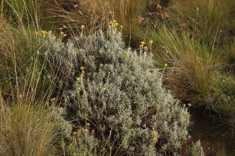 Helichrysum splendidum, photographed by Tony Rebelo