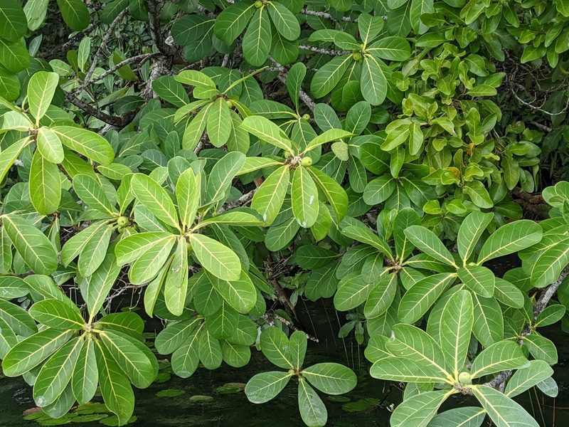 Ficus obtusifolia, photographed by JCorven