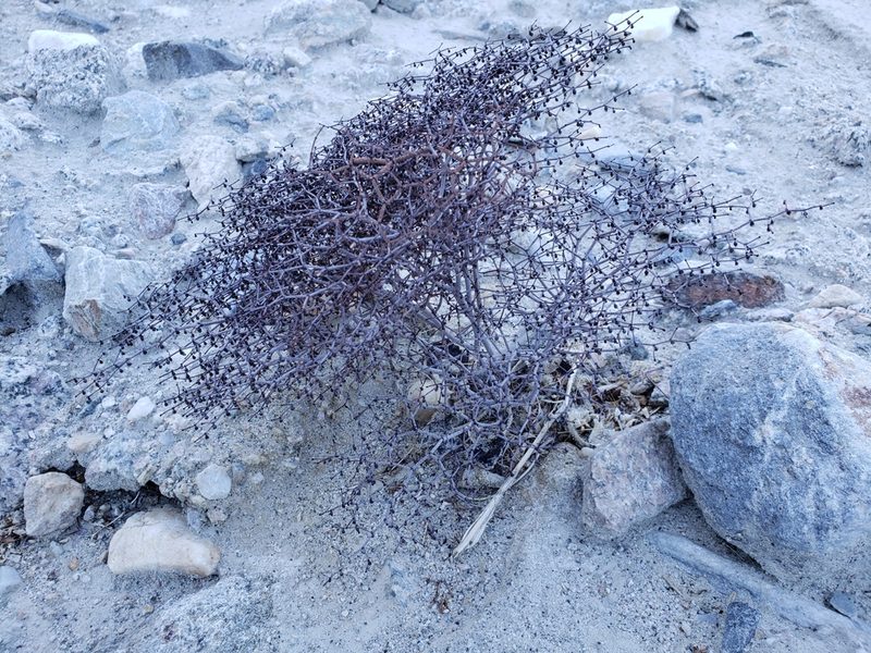 Eriogonum rixfordii, photographed by Keenan Pepper