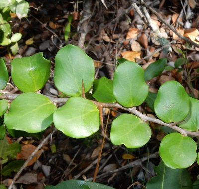 Dovyalis rotundifolia, photographed by Henry de Lange