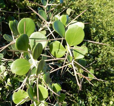 Dovyalis rotundifolia, photographed by Henry de Lange