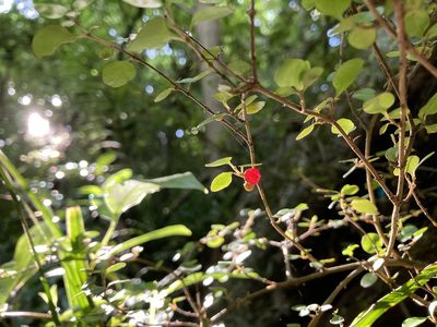 Coprosma rotundifolia, photographed by Andy McKay
