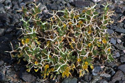 Adesmia horrida, photographed by Hugo Hulsberg