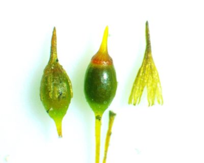Ptychomitrium incurvum, photographed by Ken Kneidel