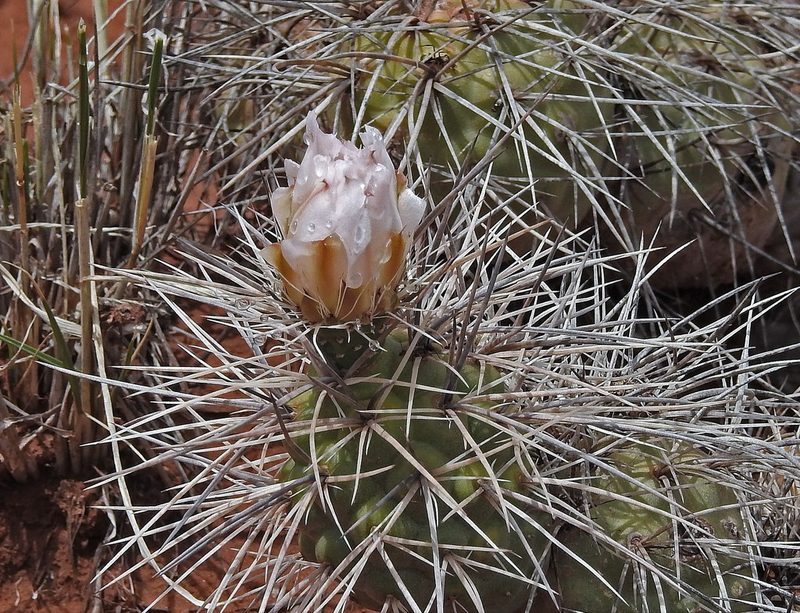 Tephrocactus alexanderi, photographed by Hugo Hulsberg