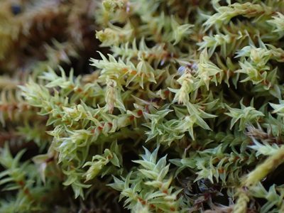 Triquetrella californica, photographed by Randal