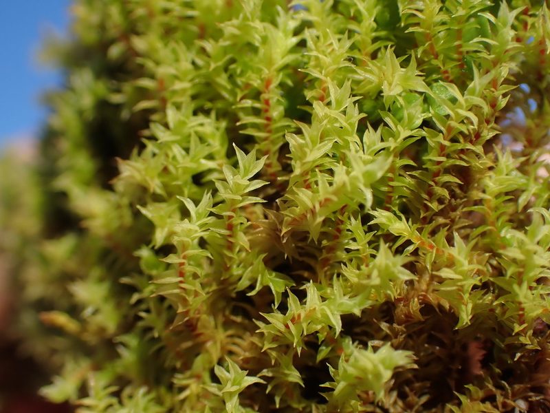 Triquetrella californica, photographed by Randal