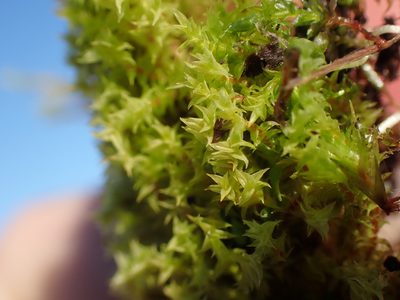 Triquetrella californica, photographed by Randal