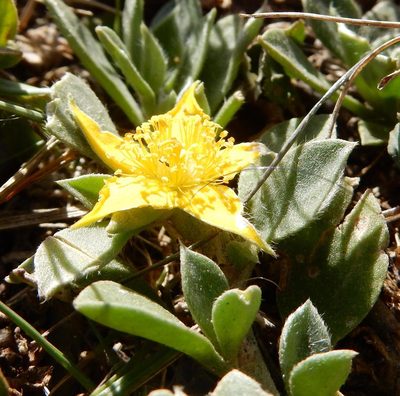 Aizoon glinoides, photographed by Henry de Lange