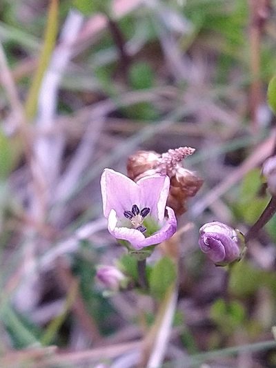 Gentianella magellanica, photographed by Pablo