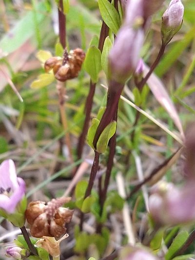 Gentianella magellanica, photographed by Pablo