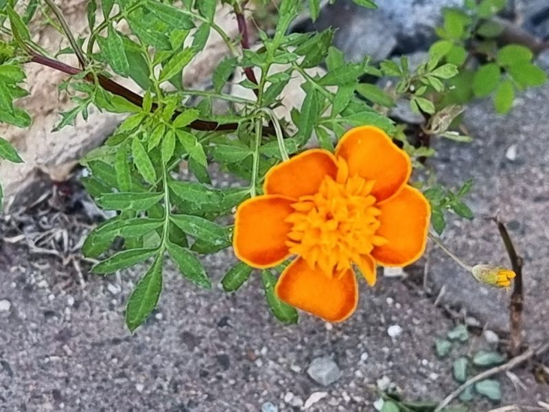 Tagetes patula, photographed by Dragonette