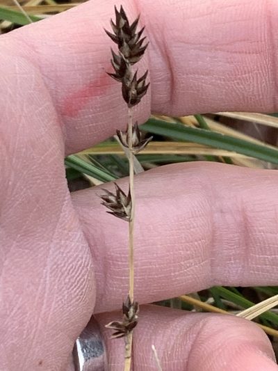 Carex leersii, photographed by Tom Erler