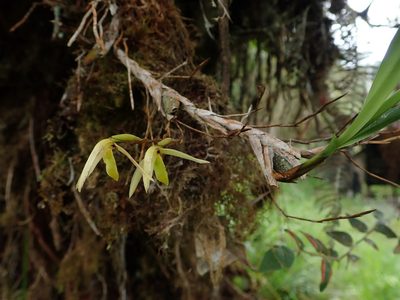 Maxillaria acuminata, photographed by Nolan Exe