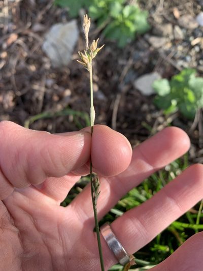 Carex leersii, photographed by Tom Erler