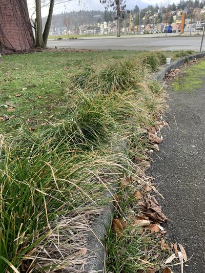 Carex leersii, photographed by Tom Erler