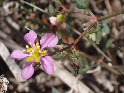 Zygophyllum creticum, photographed by John Lyden